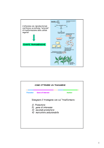 1 1) Promotore 2) gene di interesse 3) secondo promotore 4