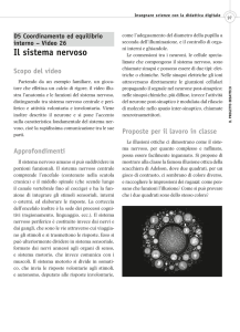 Il sistema nervoso - Mondadori Education