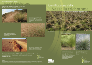 Nassella trichotoma - Victorian Serrated Tussock Working Party