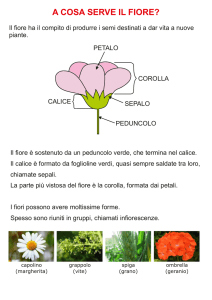 il fiore - DigiScuola