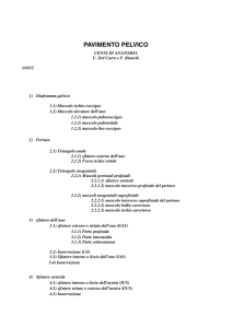 pavimento pelvico - SINC - Società Italiana di Neurofisiologia Clinica