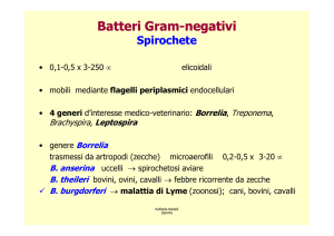 Batteri Gram-negativi