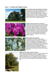 Area 1 - Le piante del Tappeto erboso