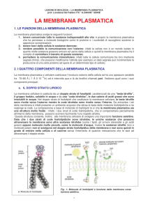 la membrana plasmatica