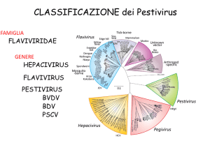 Pestivirus