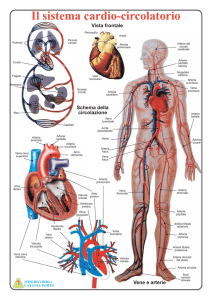 Il sistema cardio-circolatorio - Formazione In Emergenza Sanitaria