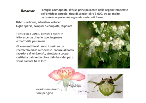 Rosaceae - Docenti.unina
