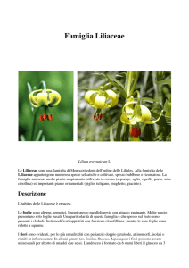 Famiglia Liliaceae