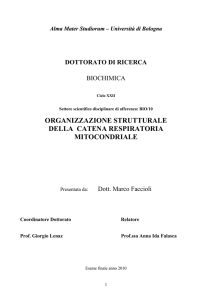 Organizzazione strutturale della catena respiratoria