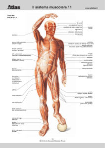 Il sistema muscolare / 1
