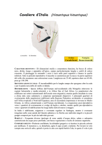 Cavaliere d`Italia (Himantopus himantopus)