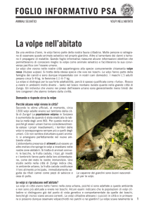 Volpi nell`abitato - Protezione Svizzera degli Animali PSA