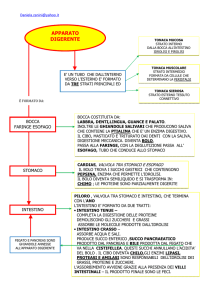 APPARATO DIGERENTE