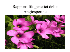 Rapporti filogenetici delle Angiosperme