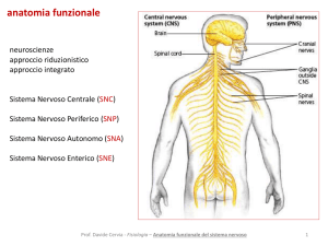 a6 anatomia funzionale del sistema nervoso