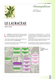 Homoeopathicum - Le Lauraceae