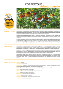 corbezzolo - Frutta Urbana