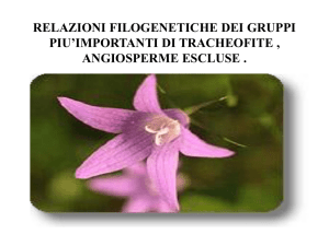 Relazioni filogenetiche