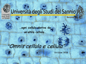 Ciclo cellulare - dst.unisannio.it