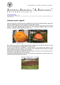 Coltivare zucche giganti - Azienda Agraria “A. Servadei”
