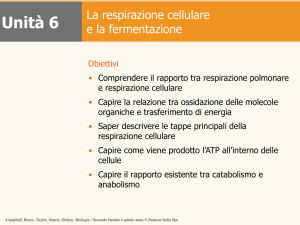 8 - La respirazione cellulare e la fermentazione