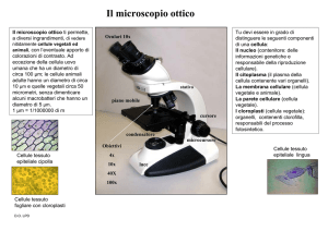 10 - Il microscopio ottico