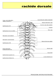 rachide dorsale - Area Radiologica