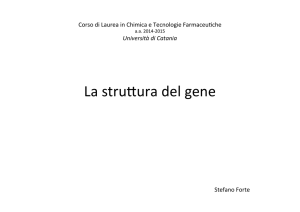 La struttura del gene