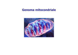 Genoma mitocondriale