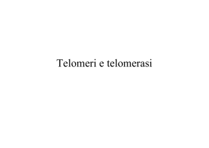 Telomeri e telomerasi