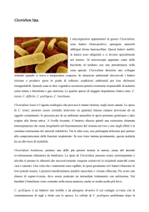 Clostridium Spp. - Biosteril Italia srl