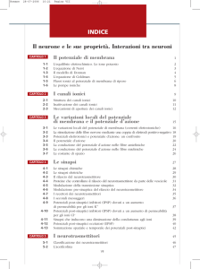INDICE Il neurone e le sue propriet&agrave;. Interazioni tra