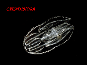 ctenophora