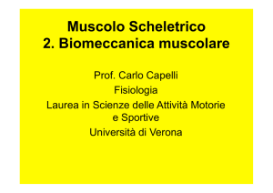 Muscolo Scheletrico 2. Biomeccanica muscolare