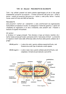 ( 2 ) cell eucariote e procariote, parete e membrana