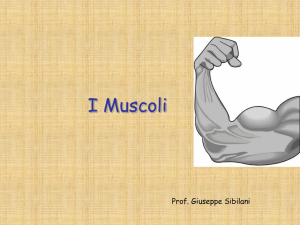 muscoli muscolo