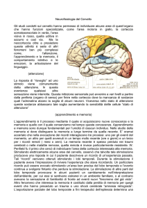 Neurofisiologia del Cervello - Istituto Magistrale GB Vico