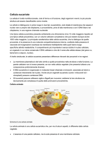 Cellula eucariote