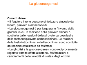 LEZ 08.2 Gluconeogenesi e Via del Pentoso Fosfato