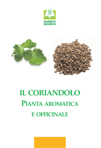 Il Coriandolo, pianta aromatica e officinale
