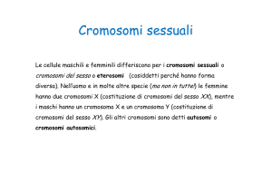 cromosomi sessuali