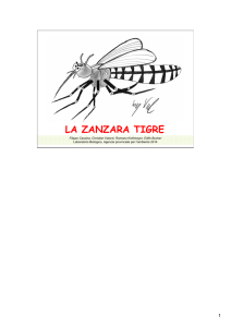 la zanzara tigre - Agenzia provinciale per l`ambiente