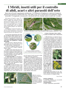 I Miridi, insetti utili per il controllo di afidi, acari e altri parassiti dell`orto