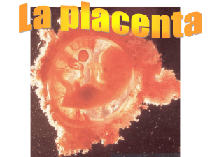Placenta primitiva