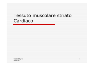 Tessuto muscolare striato Cardiaco