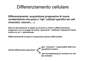 differenziamento stem cells