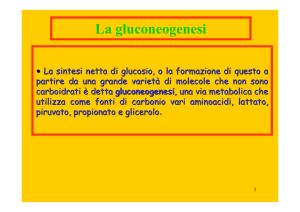 La gluconeogenesi