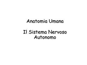 Sistema Nervoso Autonomo File