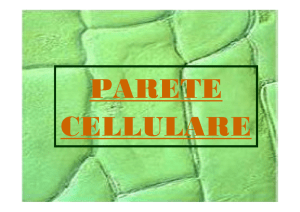 04 - Parete - sciunisannio.it
