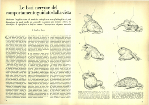 Le basi nervose del comportamento guidato dalla vista